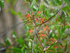 マツグミの花 マツグミの花