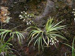 ハナゼキショウ