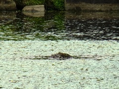 カイツブリの営巣