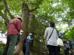 「とよはしの巨木・名木100選」豊橋公園のクロマツ2 「とよはしの巨木・名木100選」豊橋公園のクロマツ2