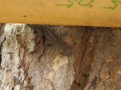 銘板の陰に潜んでいたヤモリ 銘板の陰に潜んでいたヤモリ