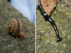 イセノナミマイマイとコウガイビル イセノナミマイマイとコウガイビル