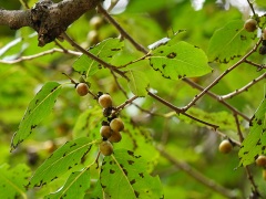マメガキの果実 マメガキの果実