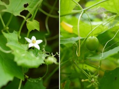スズメウリの花と果実 スズメウリの花と果実