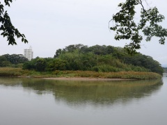 金色島 金色島