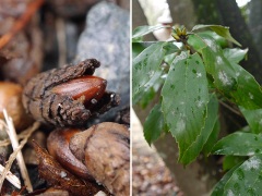スダジイのどんぐりと葉 スダジイのどんぐりと葉