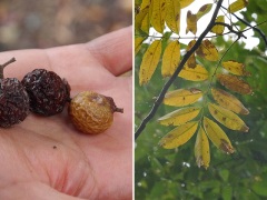 ムクロジの果実と葉 ムクロジの果実と葉