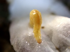 ノコメトガリキリガの幼虫 ノコメトガリキリガの幼虫