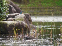 カワセミとカルガモ カワセミとカルガモ