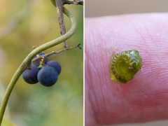アオツヅラフジの果実と核 アオツヅラフジの果実と核