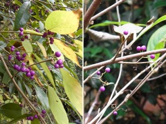 ヤブムラサキとムラサキシキブ ヤブムラサキとムラサキシキブ
