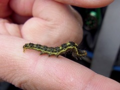 クロキシタアツバの幼虫 クロキシタアツバの幼虫