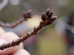 ソメイヨシノの冬芽 ソメイヨシノの冬芽
