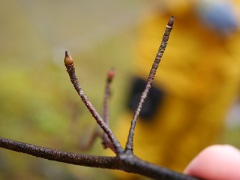 ヤマボウシの冬芽 ヤマボウシの冬芽