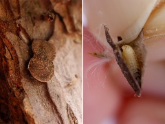 マダラマルハヒロズコガの幼虫 マダラマルハヒロズコガの幼虫
