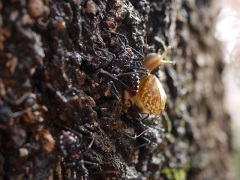 ヨコヅナサシガメとウスカワマイマイ ヨコヅナサシガメとウスカワマイマイ