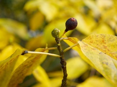イヌビワの果実と冬芽 イヌビワの果実と冬芽