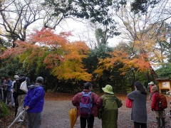 紅葉狩り 紅葉狩り