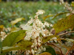 イタドリの翼花 イタドリの翼花