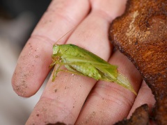 ヒメサトクダマキモドキ ヒメサトクダマキモドキ