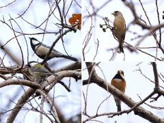 シジュウカラ、ヤマガラ、カワラヒワの混群 シジュウカラ、ヤマガラ、カワラヒワの混群