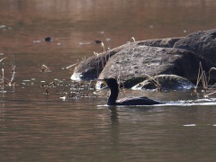 カワウ カワウ