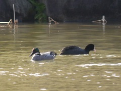 ヨシガモとオオバン ヨシガモとオオバン