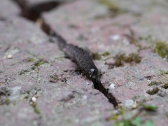 ヨトウガの幼虫 ヨトウガの幼虫