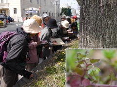 似たもの探しとイヌノフグリの果実 似たもの探しとイヌノフグリの果実
