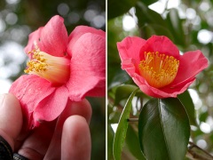 ヤブツバキとユキバタツバキ ヤブツバキとユキバタツバキ