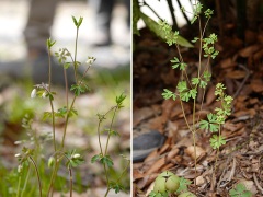 正常なヒメウズと感染し葉化したヒメウズ 正常なヒメウズと感染し葉化したヒメウズ