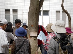 ケヤキの幹の解説 ケヤキの幹の解説