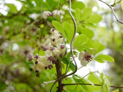 アケビの花 アケビの花