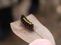 モンシロドクガの幼虫 モンシロドクガの幼虫