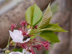 サクラの蜜腺