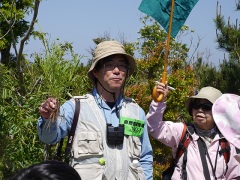 オオキンケイギク(特)の解説 オオキンケイギク(特)の解説