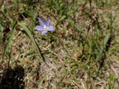 ヒナギキョウ(在) ヒナギキョウ(在)