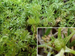 メリケントキンソウ(外) メリケントキンソウ(外)