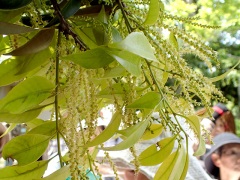 スダジイの花 スダジイの花