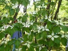 ヤマボウシの花 ヤマボウシの花
