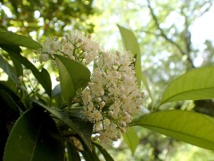 カナメモチの花 カナメモチの花