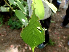 ハバチの仲間の幼虫 ハバチの仲間の幼虫