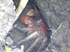 巣穴のベンケイガニ