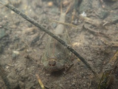 カブトエビ カブトエビ