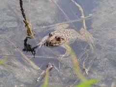 ヌマガエル ヌマガエル