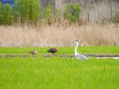 カルガモとオアオザギ カルガモとオアオザギ