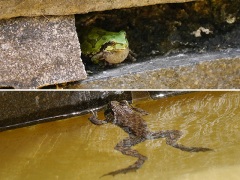 アマガエルとウシガエル アマガエルとウシガエル