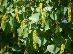 ナンキンハゼの花 ナンキンハゼの花