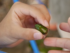 アオドウガネ アオドウガネ