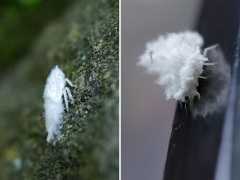 アオバハゴロモ幼虫とその食べカスを背負ったクサカゲロウ幼虫 アオバハゴロモ幼虫とその食べカスを背負ったクサカゲロウ幼虫